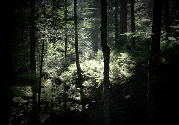 Fairytale Forest. Somewhere in Austria, 2015