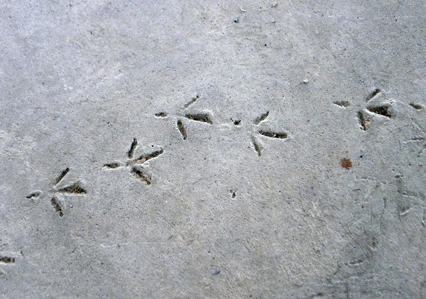 Concrete Jungle. Winterthur, 2013