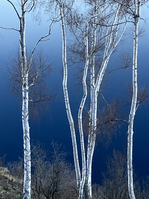 Birches, February, 2026