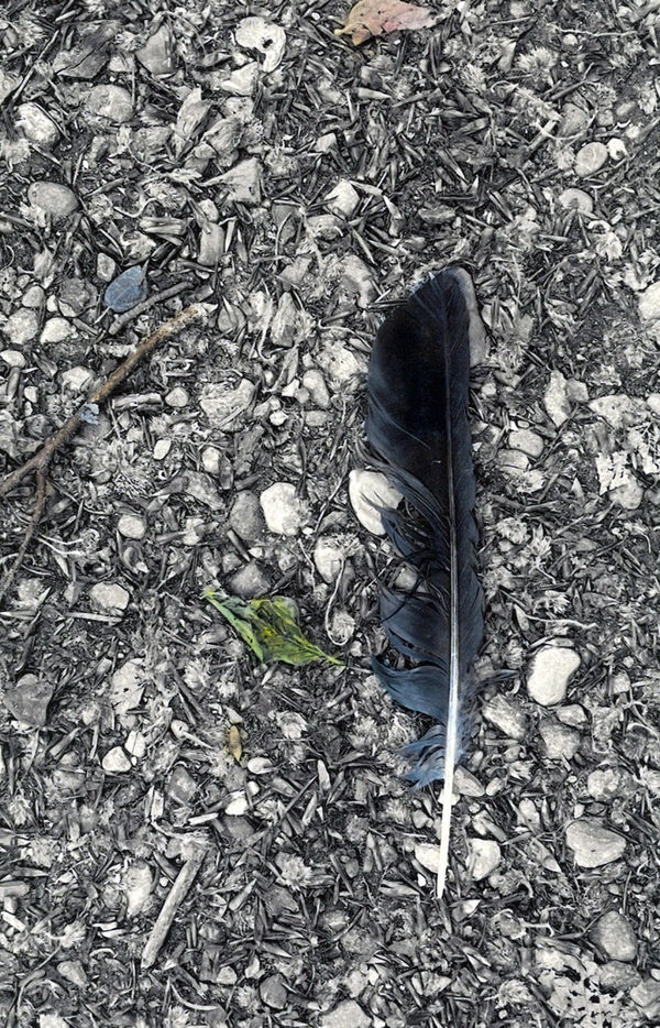 Feather, October, 2023