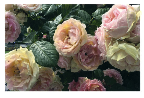 I never promised you a Rose Garden. Vienna, Oktober, 2024