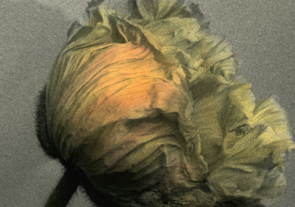 Crumled poppy, June, 2024