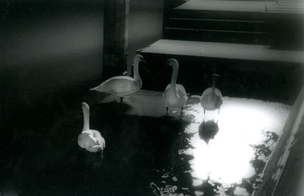 Black Swan, 1979, July, 2023