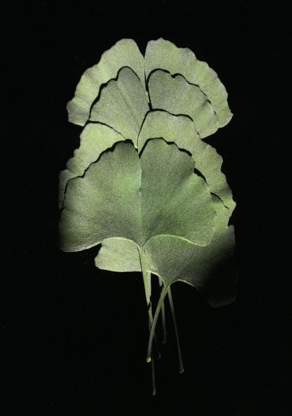 Gingko leaves, hand coloured. Winterthur, 1999