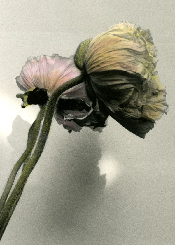 Hand coloured Poppy, 2003