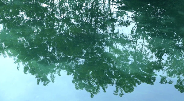 Upside Down. Rheinau. August, 2021