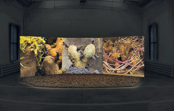 Agnès Varda, Patatutopia, 2003