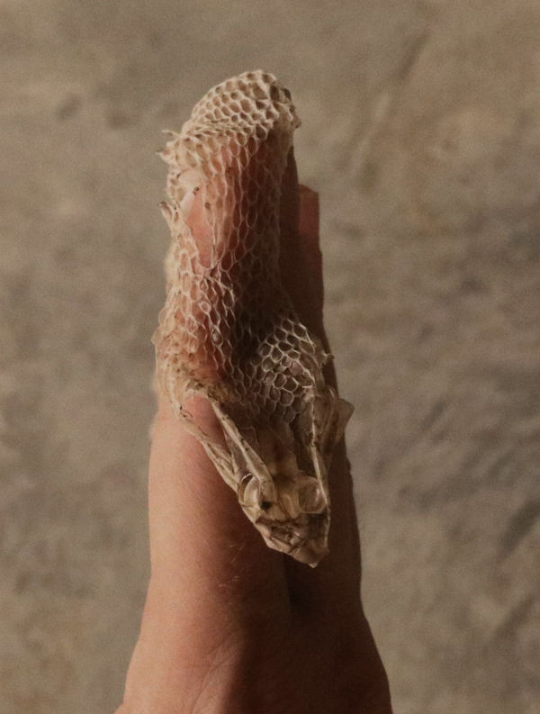 Lucia Pizzani, In Shedding, 2021 Pigment Ink Print on Fibre Based Photo Paper