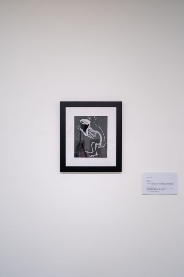 Leanne Davies 'Squirrel'