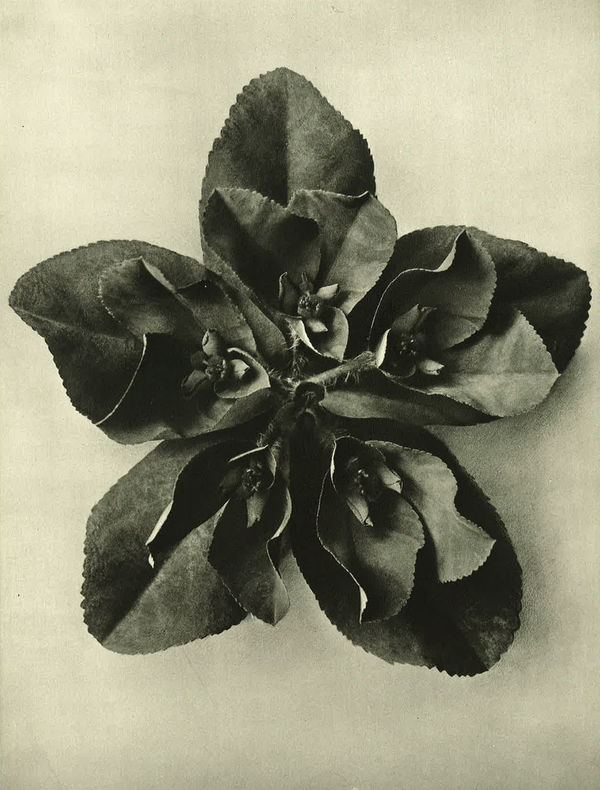 Karl Blossfeldt Forms in Nature (Hayward Touring Show)