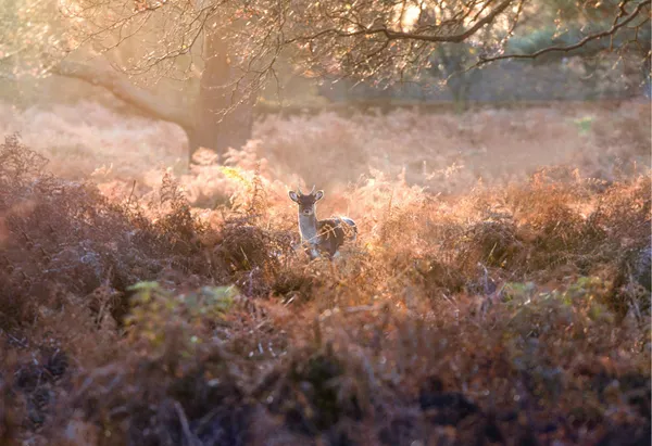 'Autumn Glow, Richmond Park' by Danny Link, Open edition print