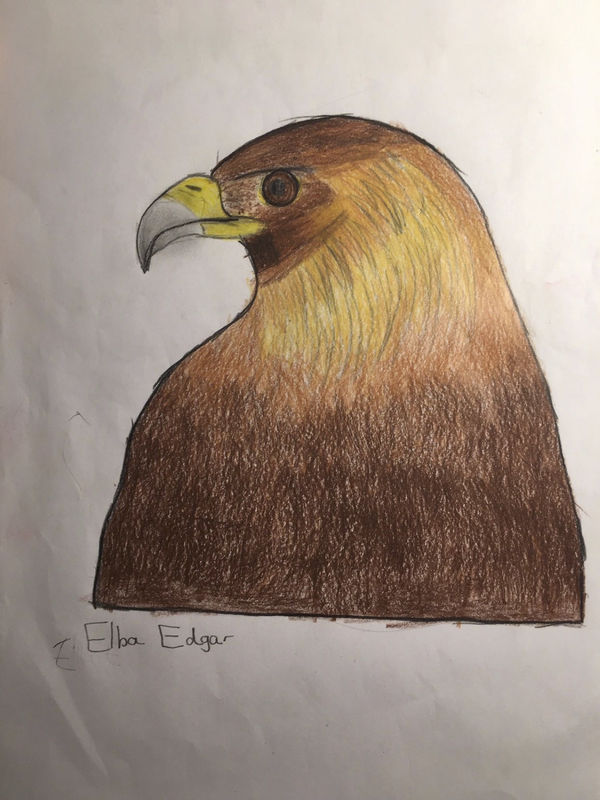 Elba Edgar, aged 9. Inspired by Pablo Picasso's Dove.