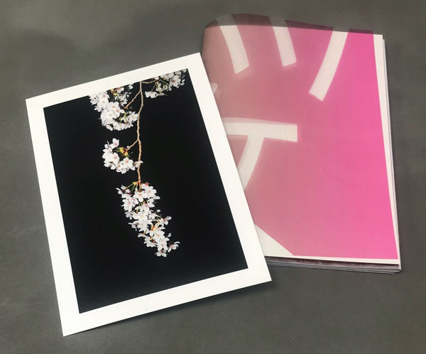 SAKURA - Yoshinori Mizutani