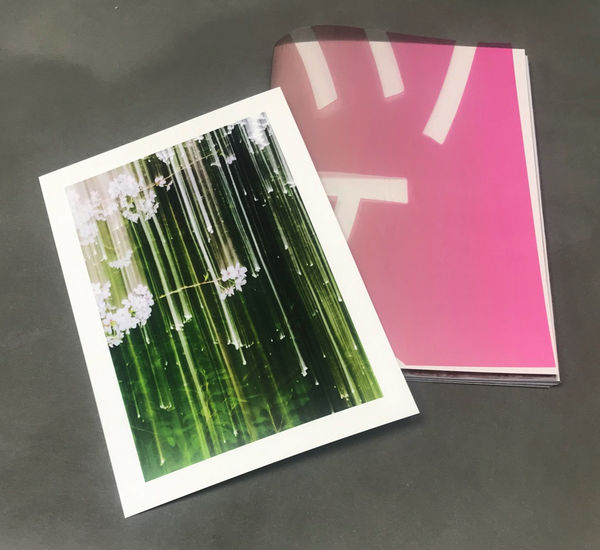 SAKURA - Yoshinori Mizutani