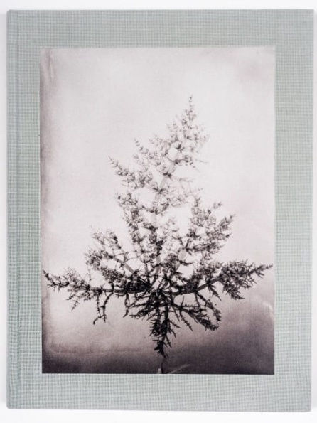 Wakame - Steffen Diemer