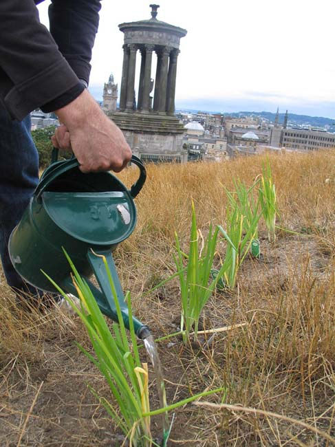 Festival Proposals (planting vegetables)