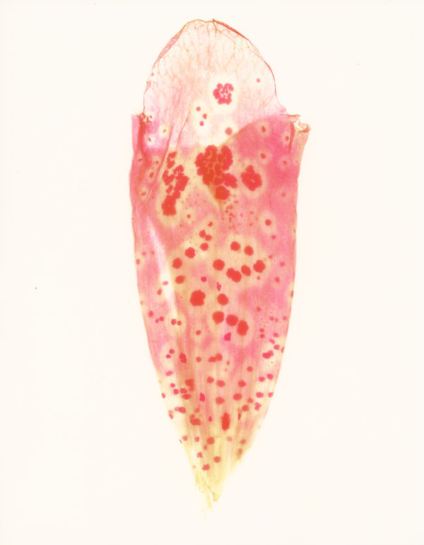 © Garry Fabian Miller, 'Foxglove, July 16th', 2011, unique dye destruction print, 44 x 38 cm (framed).