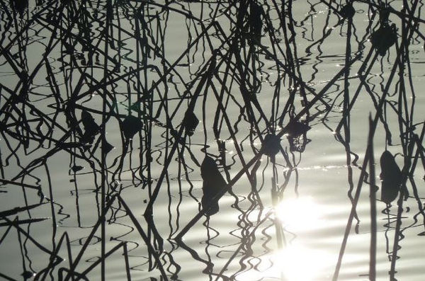 Amidst the Enchanting, Riotous Blossoms