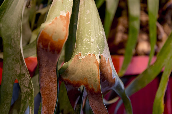 Installation view of the exhibition Enfermedades Preciosas by Cecilia Avendaño at Sala de Arte CCU. Santiago, October 2019. Credit: Sebastián González, courtesy of Isabel Croxatto Galería.