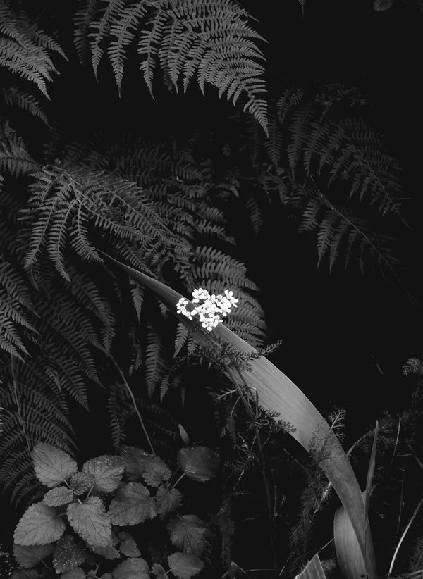 Peter-Cornell Richter, #021355 The little White in my Garden, 2015