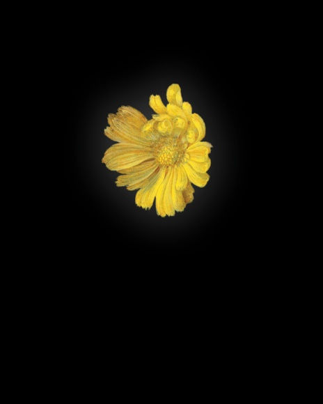 Rob and Nick Carter Calendula after Ambrosius Bosschaert the Elder, 2013 cibachrome print 11 x 9 inches edition of 12