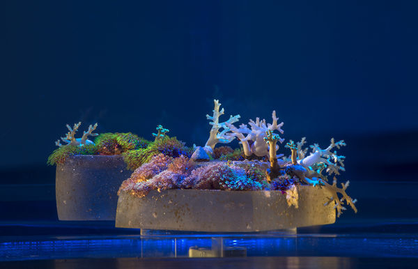 Ga Glenn Kiano Apr 15 0071