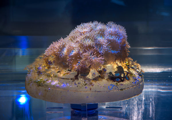 Grand Arts Glenn Kiano Apr 2015 0086