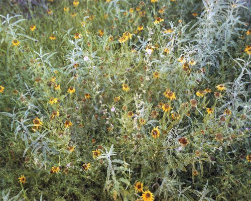 Flowers III 2010 digital C-Print 24x30in (61x76.2cm)