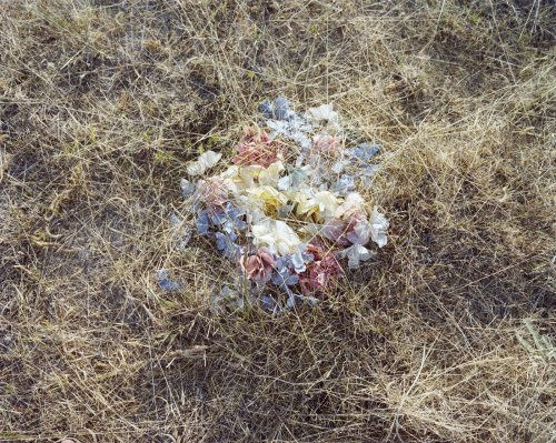 Flowers II 2010 digital C-Print 24x30in (61x76.2cm)