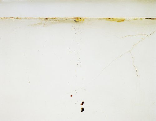 Spider & Eggs 2010 digital c-print 20 x 30 in (61x76.2cm)