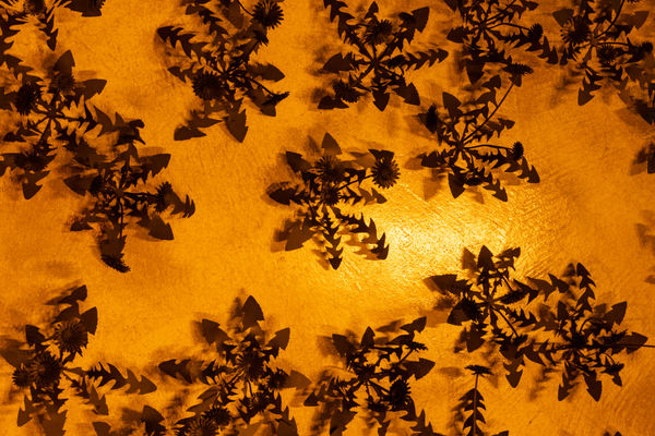 Esmaamohamoudkaviguptaflubackerhighlights0036