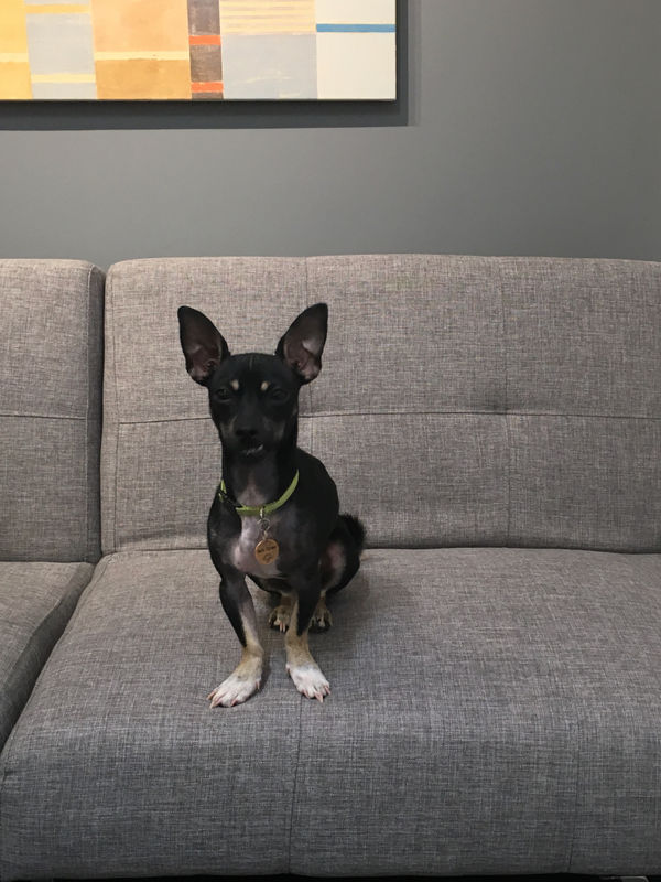 Jack Straw, The Gallery Pup, working remotely from Portland, ME