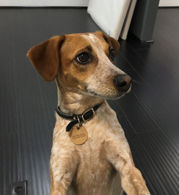 Scribble, The Gallery Dog