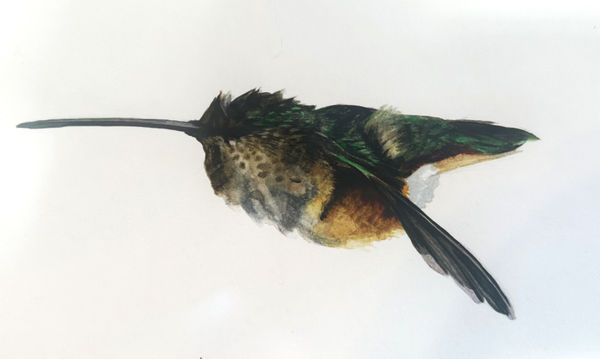 Andrea Bersaglieri, Beeline