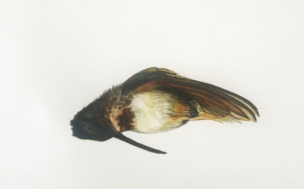 Andrea Bersaglieri, Counterweight