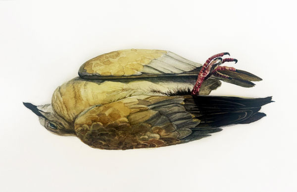 Andrea Bersaglieri, Sidewalk Storie