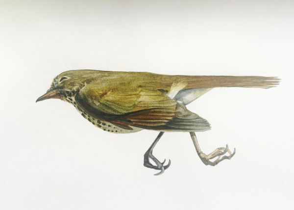 Andrea Bersaglieri, Park Flight