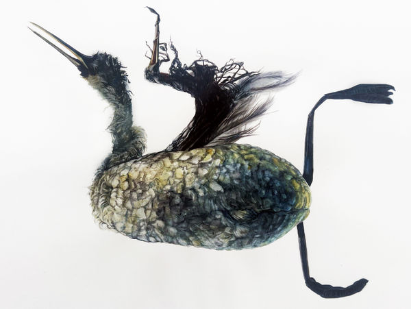 Andrea Bersaglieri, Sunset Erepe