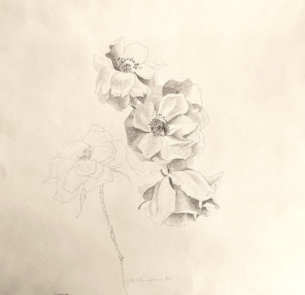 Hiroko Yoshimoto, Wild Roses, 2022