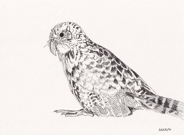 Andre Yi, Kakapo, 2019