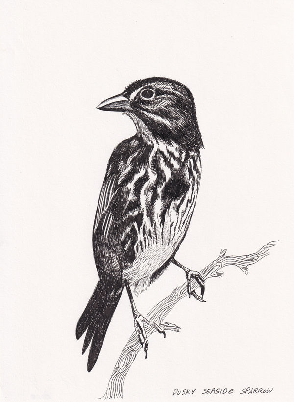 Andre Yi, Dusky Seaside Sparrow, 2020