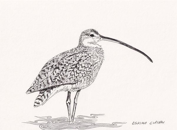 Andre Yi, Eskimo Curlew, 2019