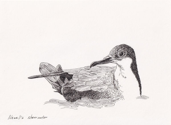 Andre Yi, Newell's Shearwater, 2020