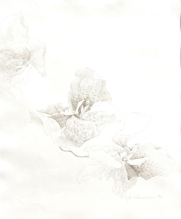 Hiroko Yoshimoto, Orchid Petals, 2022