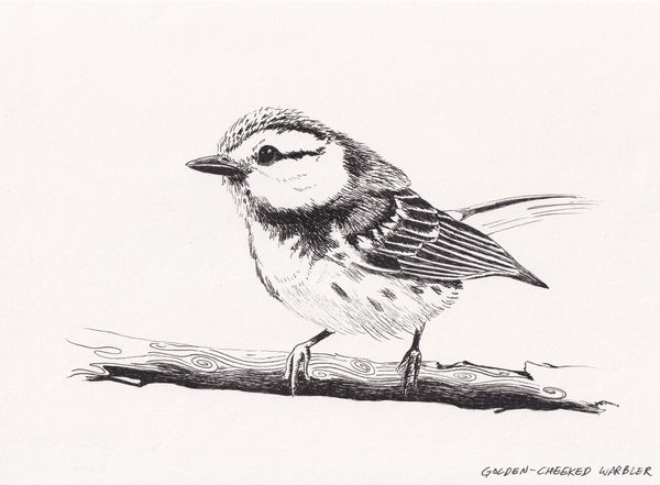 Andre Yi, Golden-Cheeked Warbler, 2019