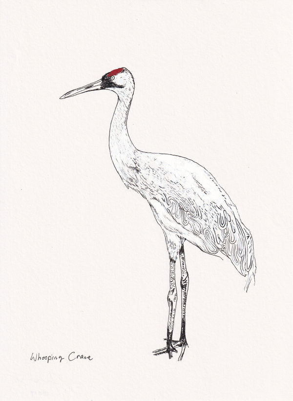 Andre Yi, Whooping Crane, 2019