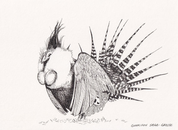 Andre Yi, Gunnison Sage-Grouse, 2019