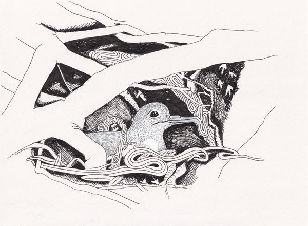 Andre Yi, Newell's Shearwater in nest, 2022