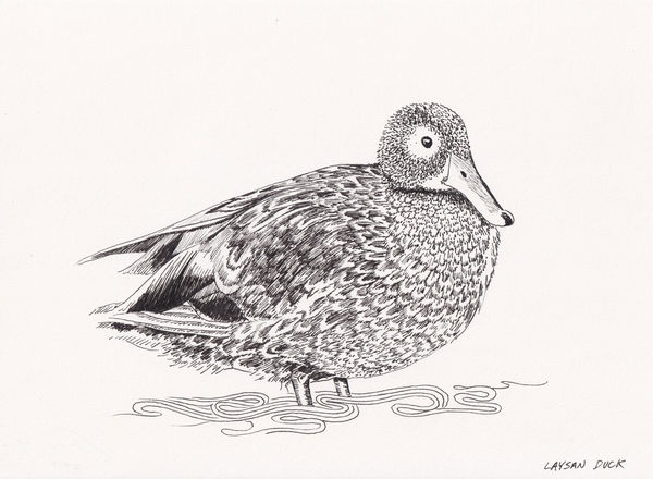 Andre Yi, Laysan Duck, 2019