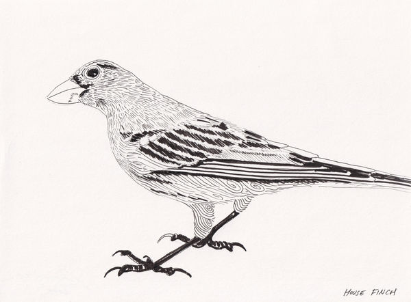 Andre Yi, House Finch, 2024